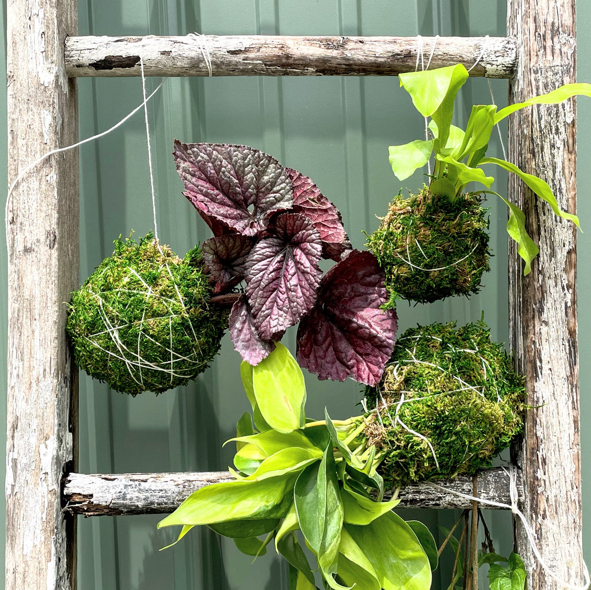 Cuckoo for Kokedama Workshop l Nov 5th 3:30pm