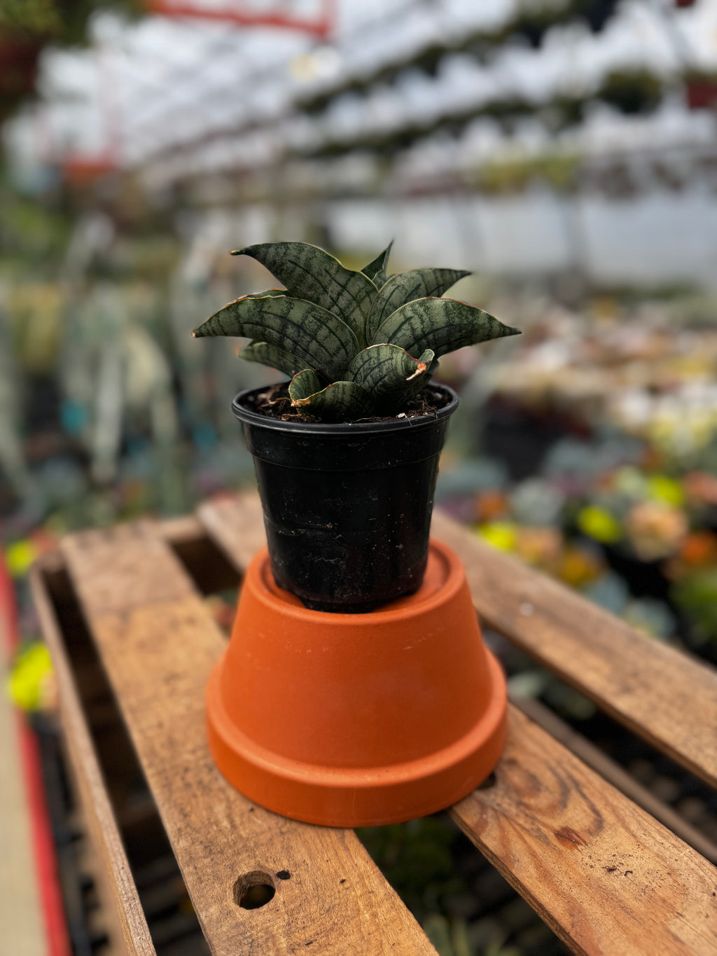 Snake Plant | Sansevieria 'Lion Heart'