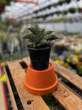 Snake Plant | Sansevieria 'Lion Heart'