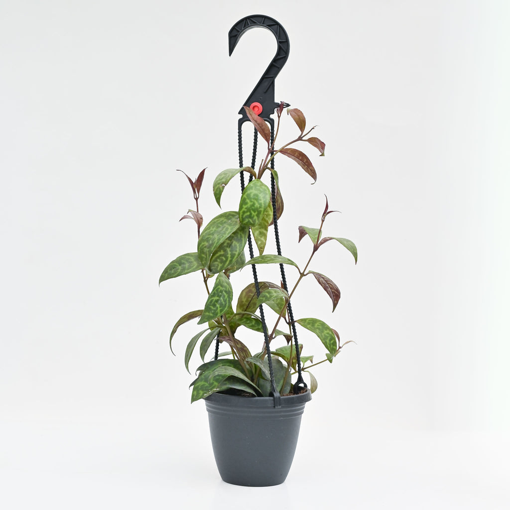 mona lisa succulent Lipstick Plant