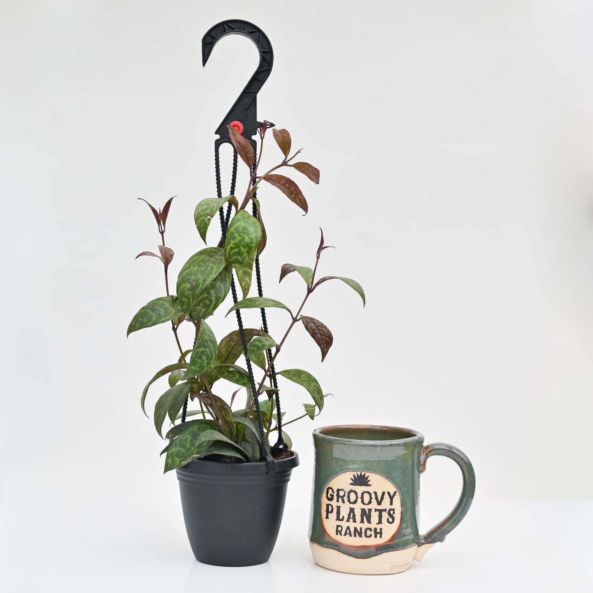 lipstick plant pot Lipstick Plant