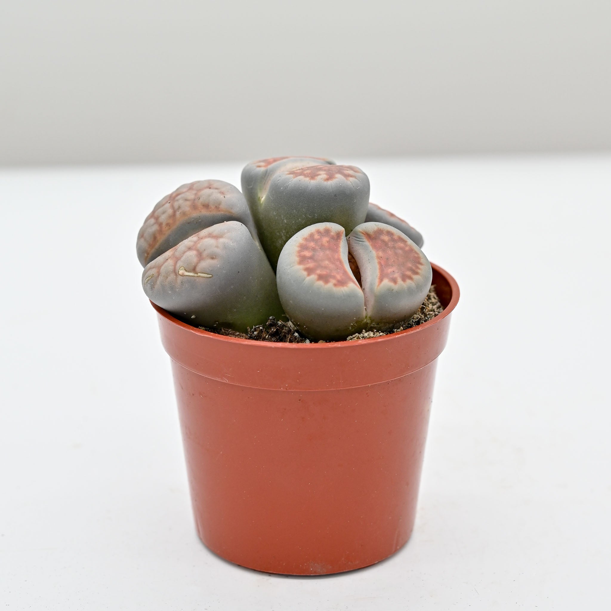 succulent living rock Living Stone Trio