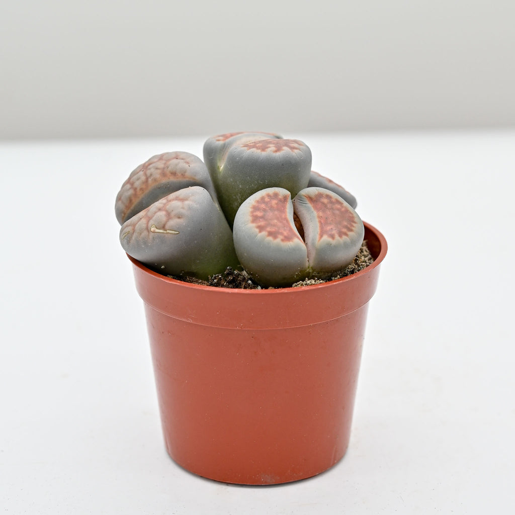 Living Stone Trio | Lithops