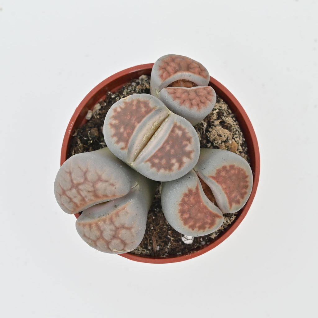 Living Stone Trio | Lithops