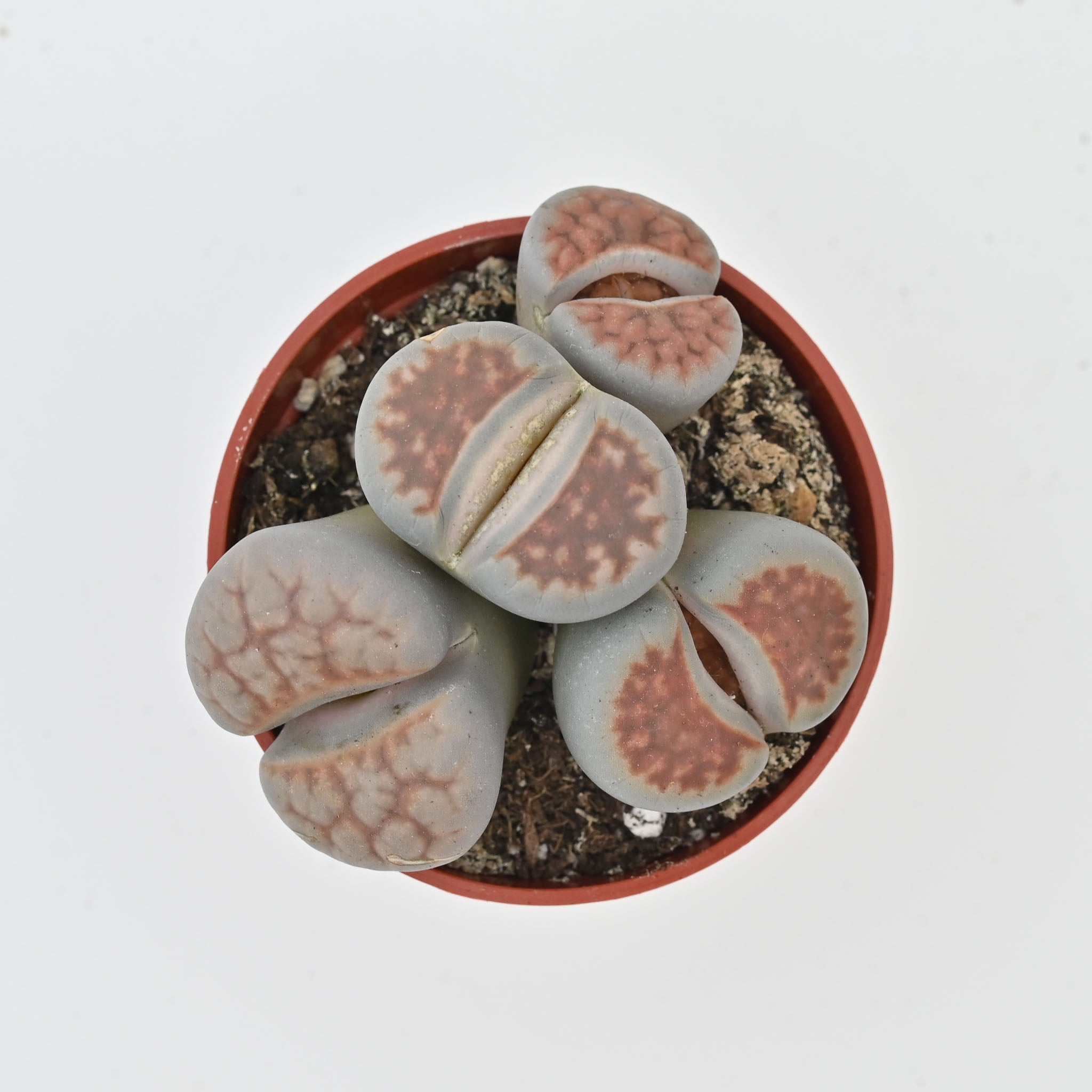 Living Stone Trio | Lithops