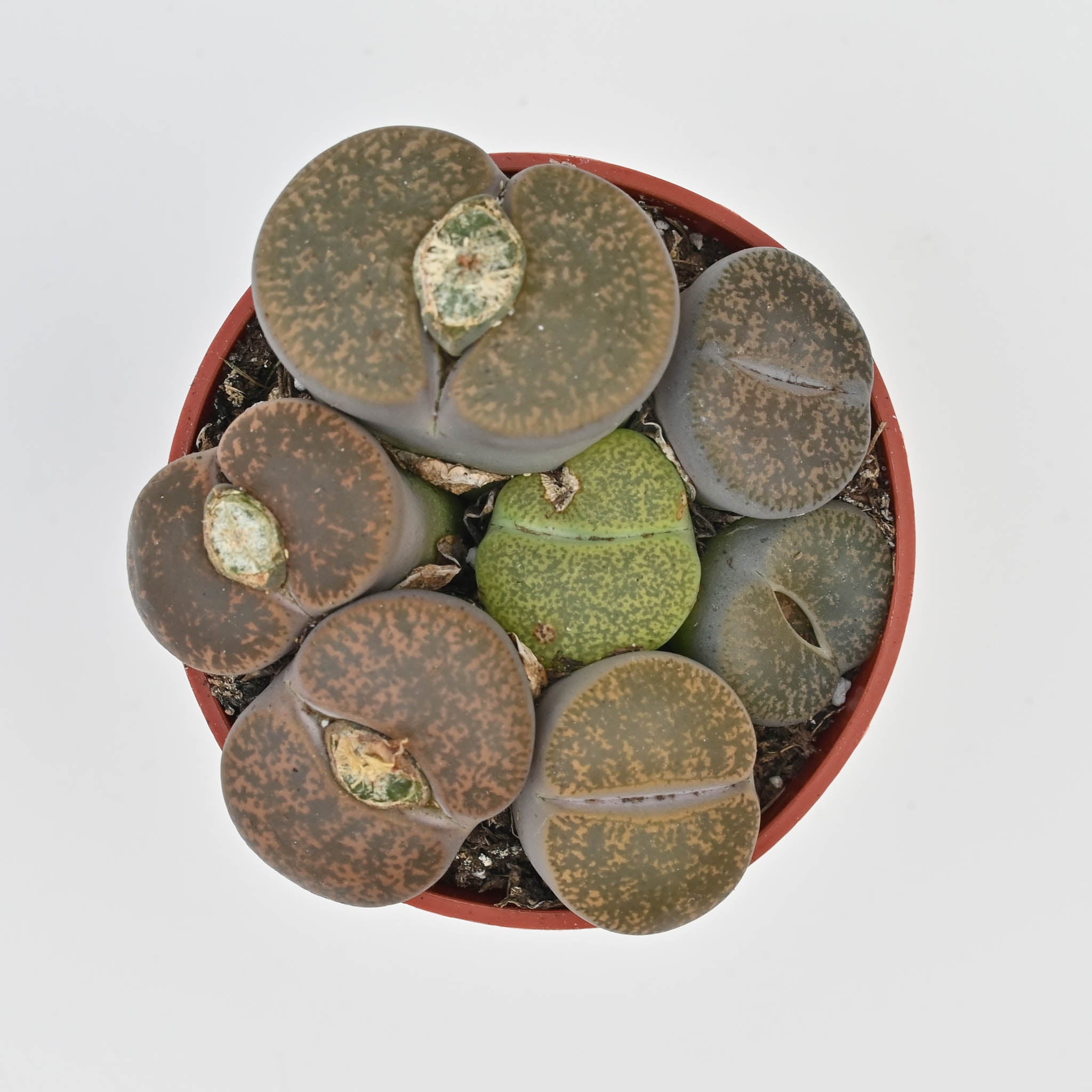 Living Stone Trio | Lithops