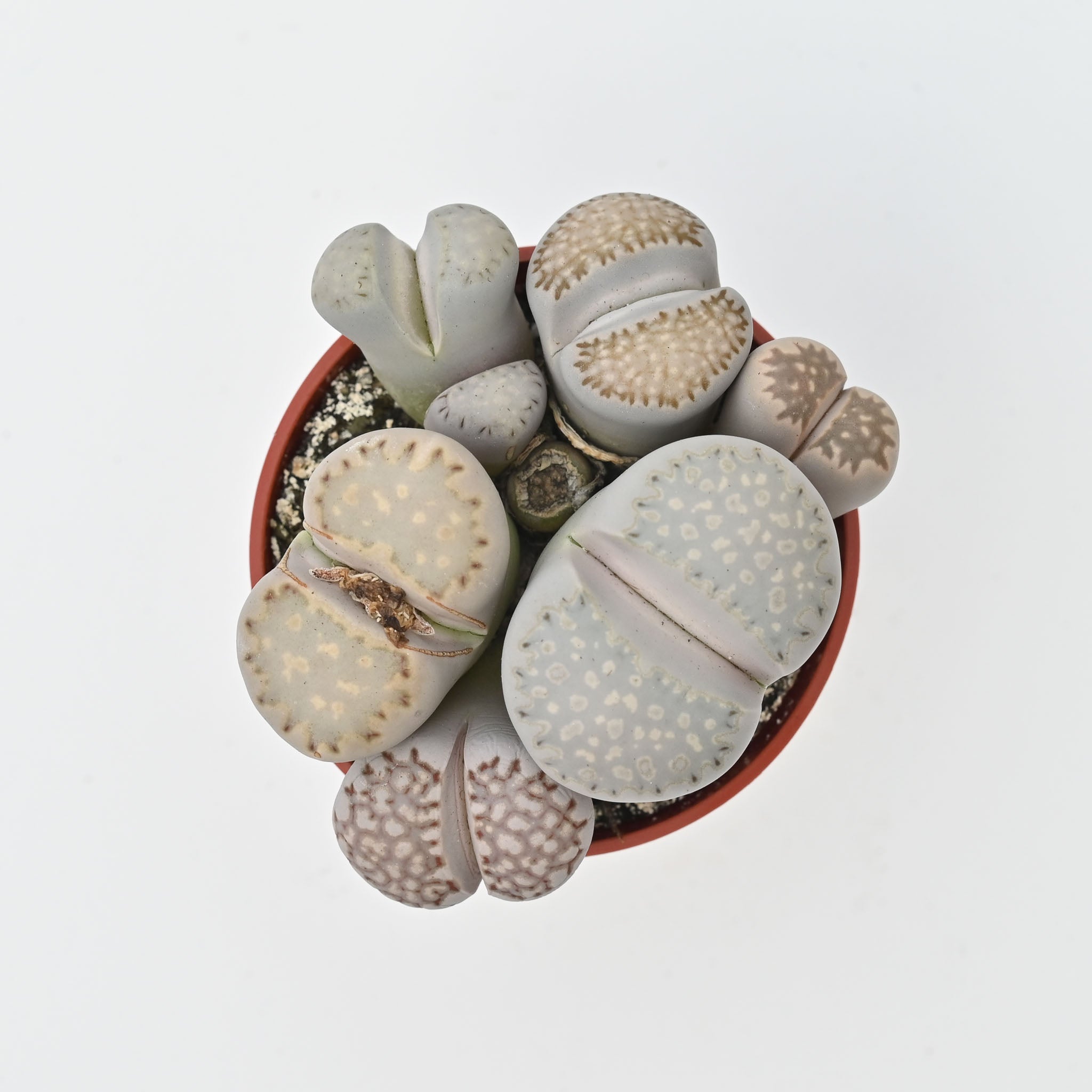 Living Stone Trio | Lithops