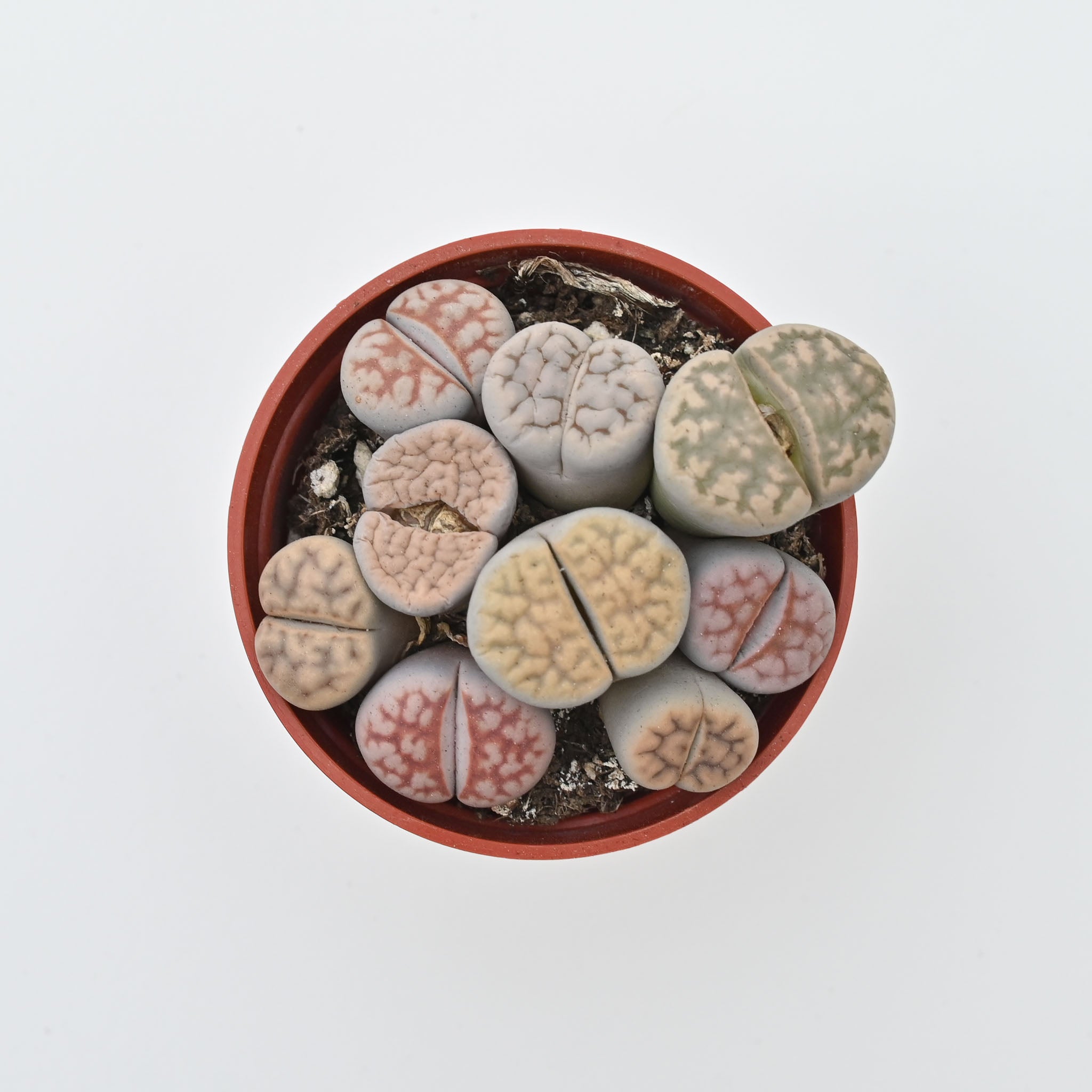 Living Stone Trio | Lithops