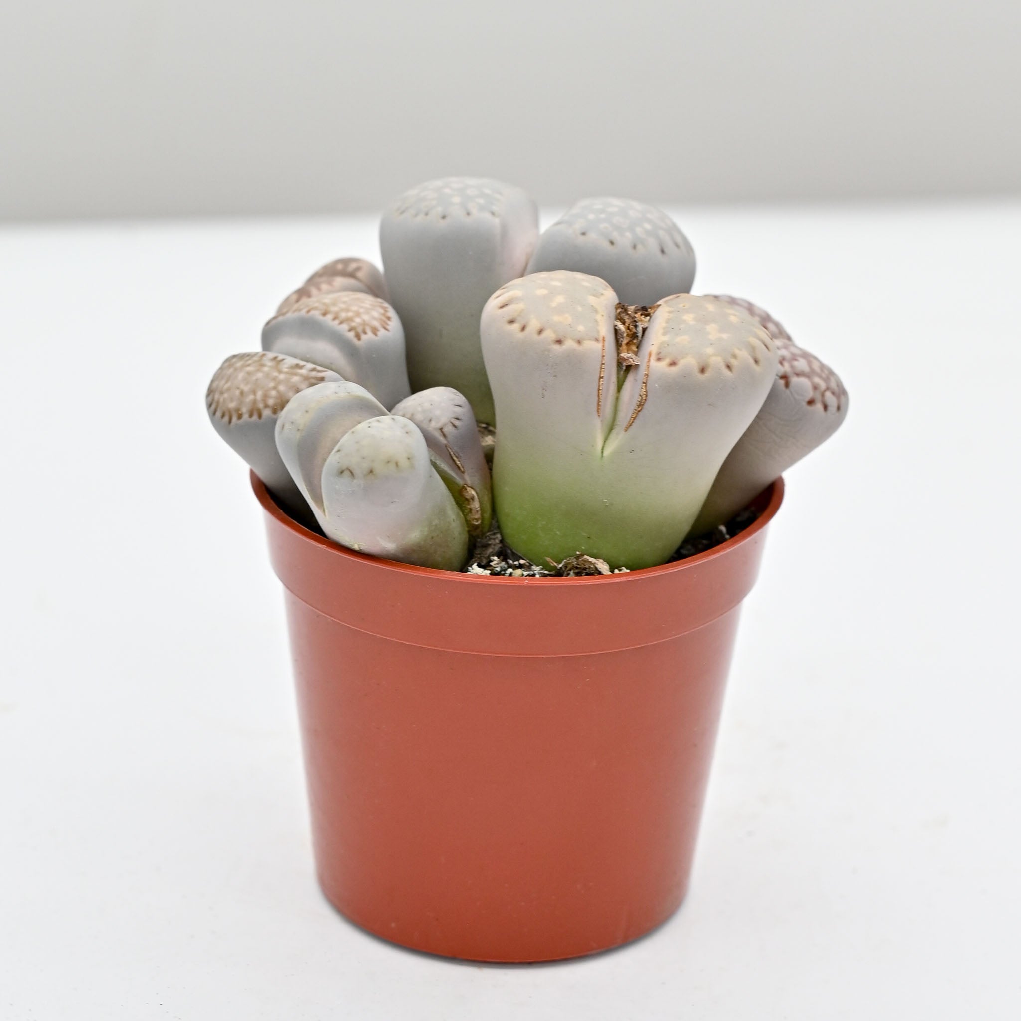 Living Stone Trio | Lithops