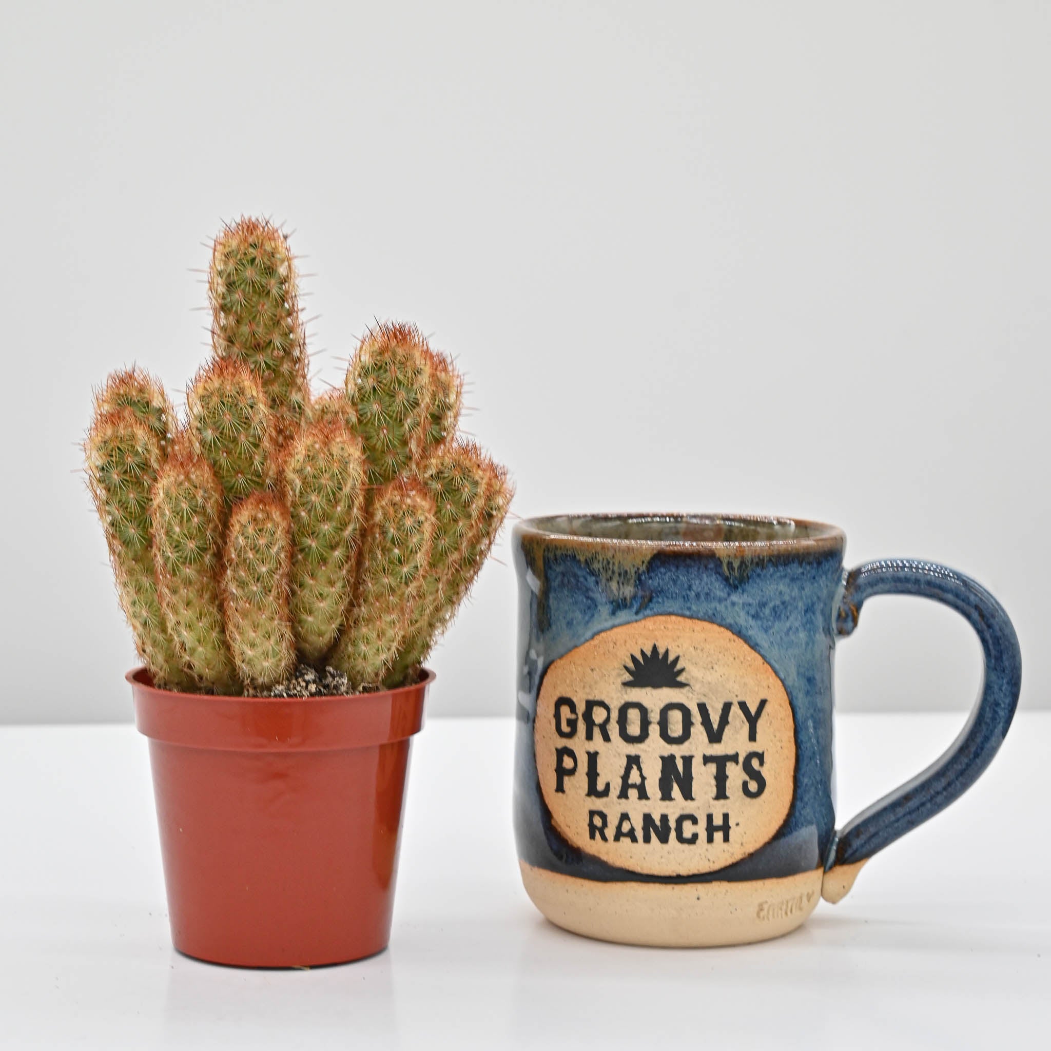 Lady Finger Cactus | Mammillaria elongata