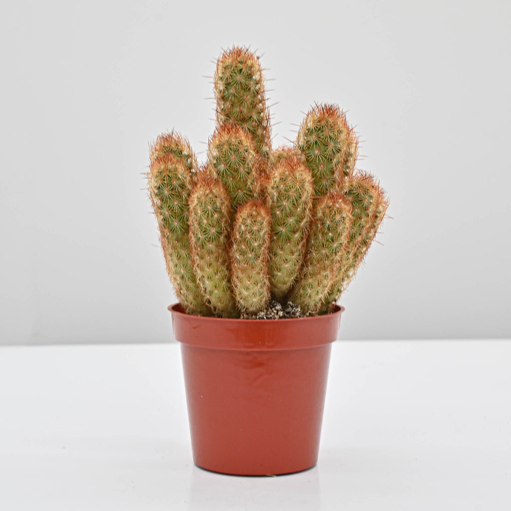 Lady Finger Cactus | Mammillaria elongata