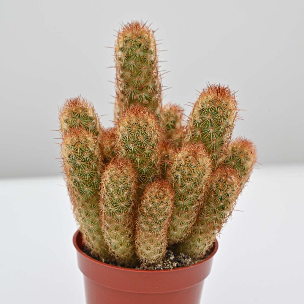 Lady Finger Cactus | Mammillaria elongata