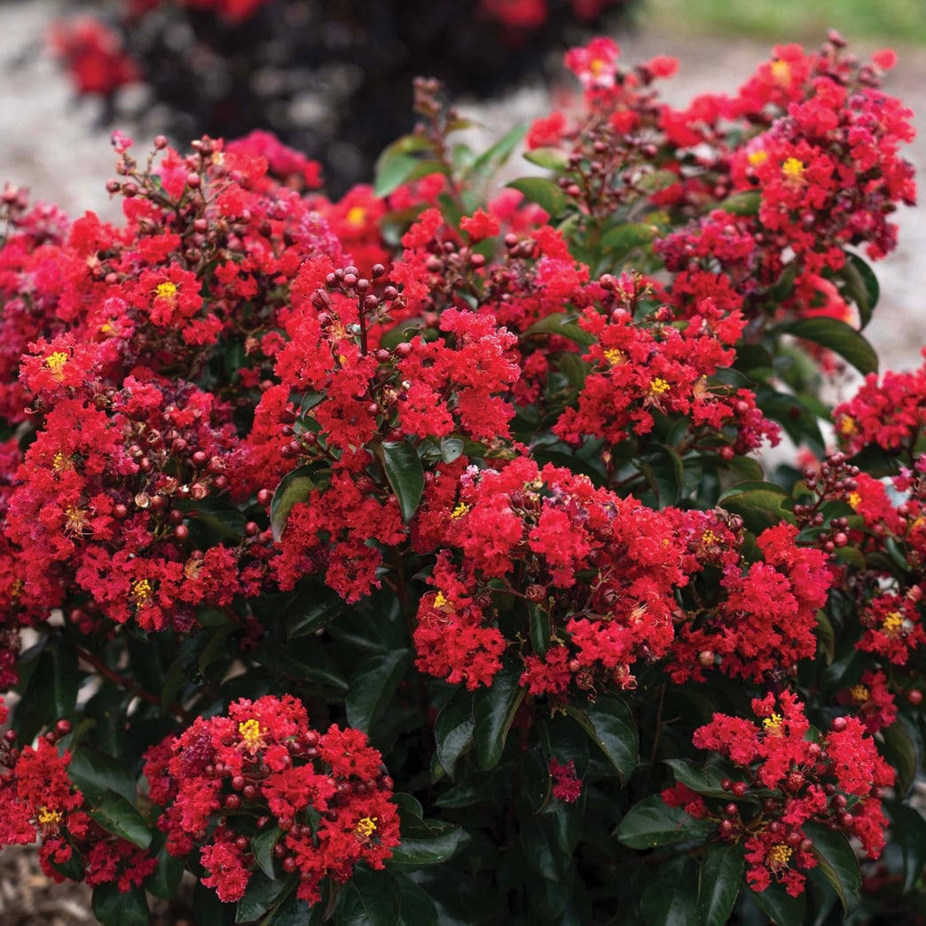 Crape Myrtle Bellini® Cherry
