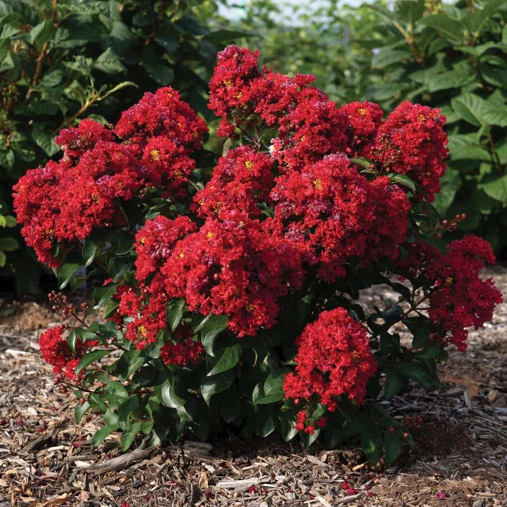 Crape Myrtle Bellini® Cherry