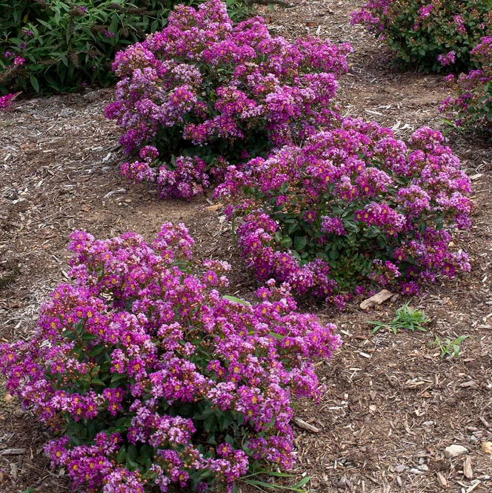 Crape Myrtle Bellini® Grape