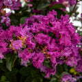 Crape Myrtle Bellini® Grape