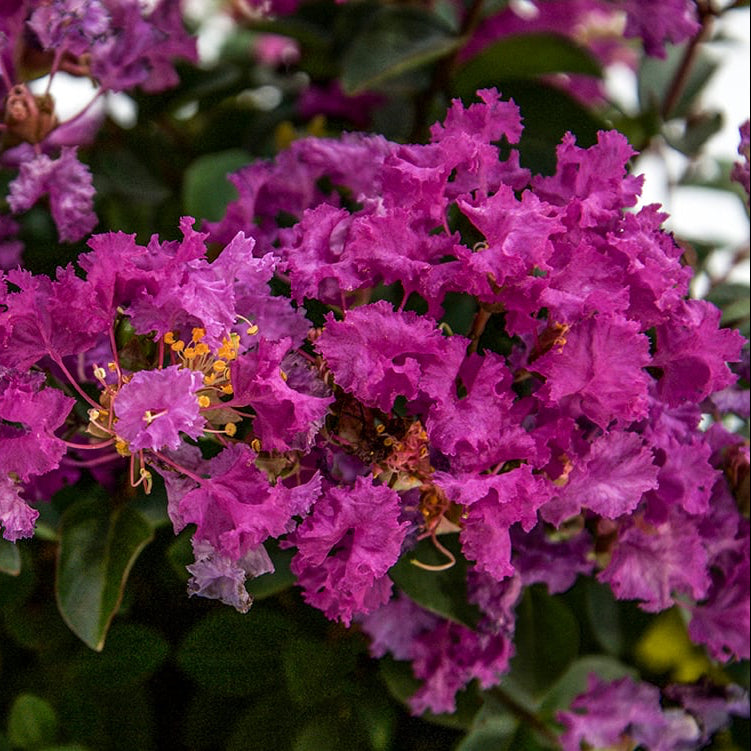 Crape Myrtle Bellini® Grape