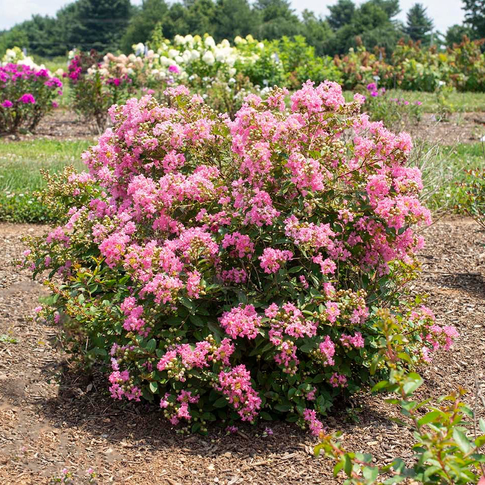 Crape Myrtle Bellini® Guava
