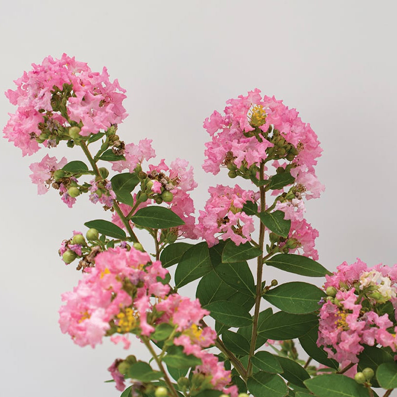 Crape Myrtle Bellini® Guava