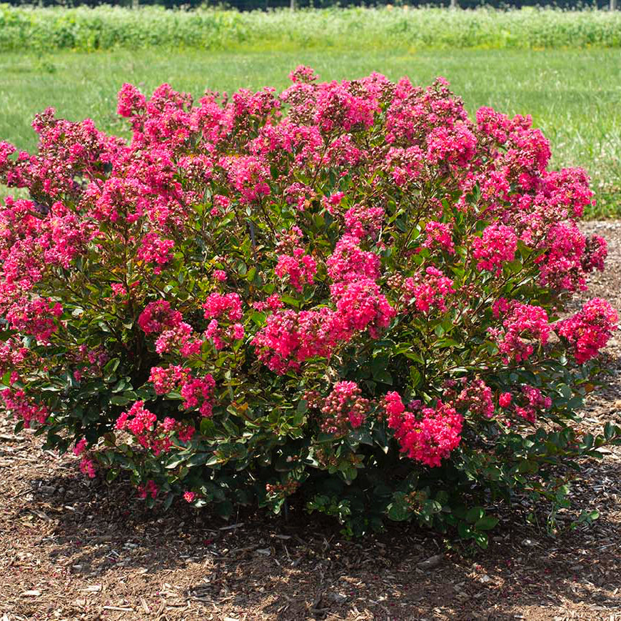 Crape Myrtle Bellini® Raspberry