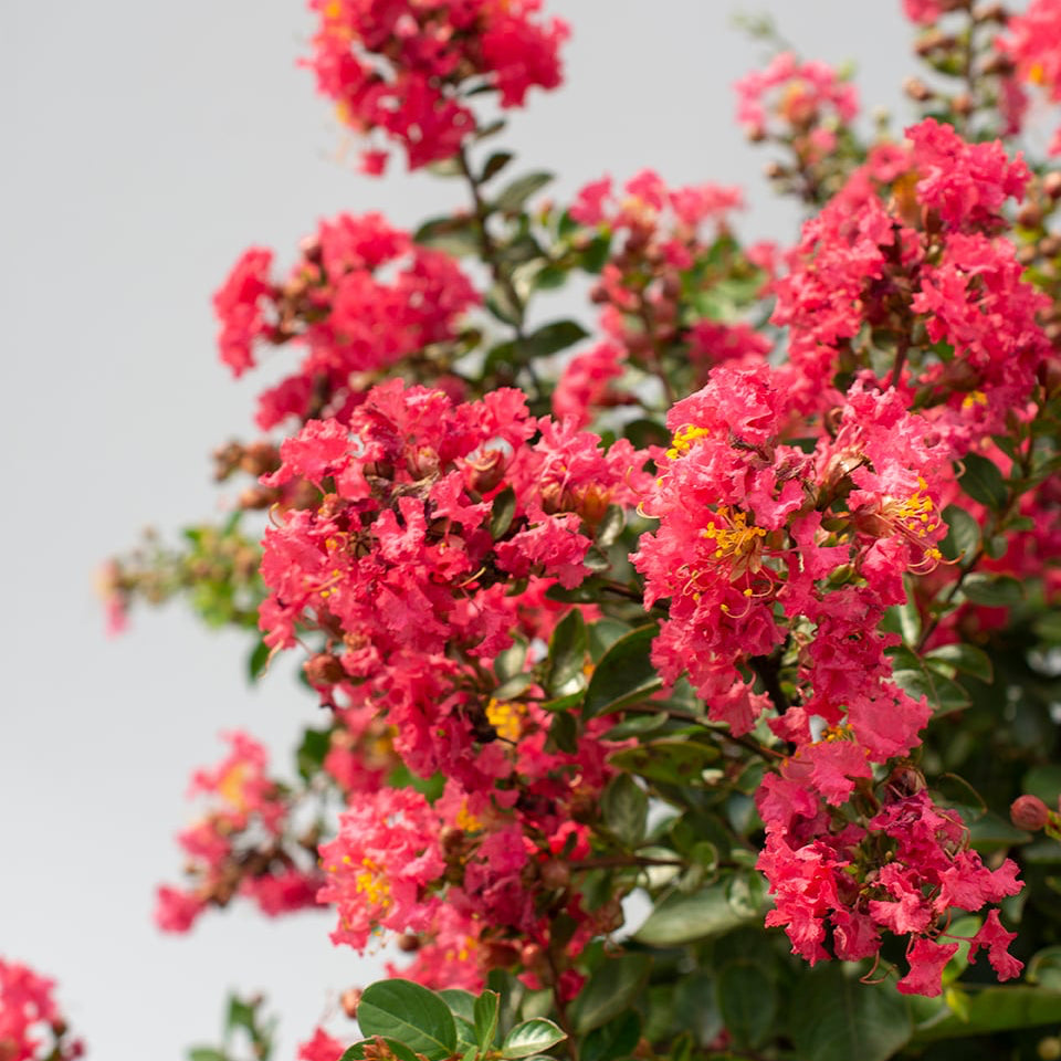 Crape Myrtle Bellini® Raspberry