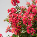 Crape Myrtle Bellini® Raspberry