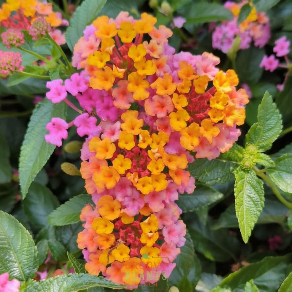 Lantana 'PassionFruit' ~ Trio of 3 Hefty Plants for Preorder