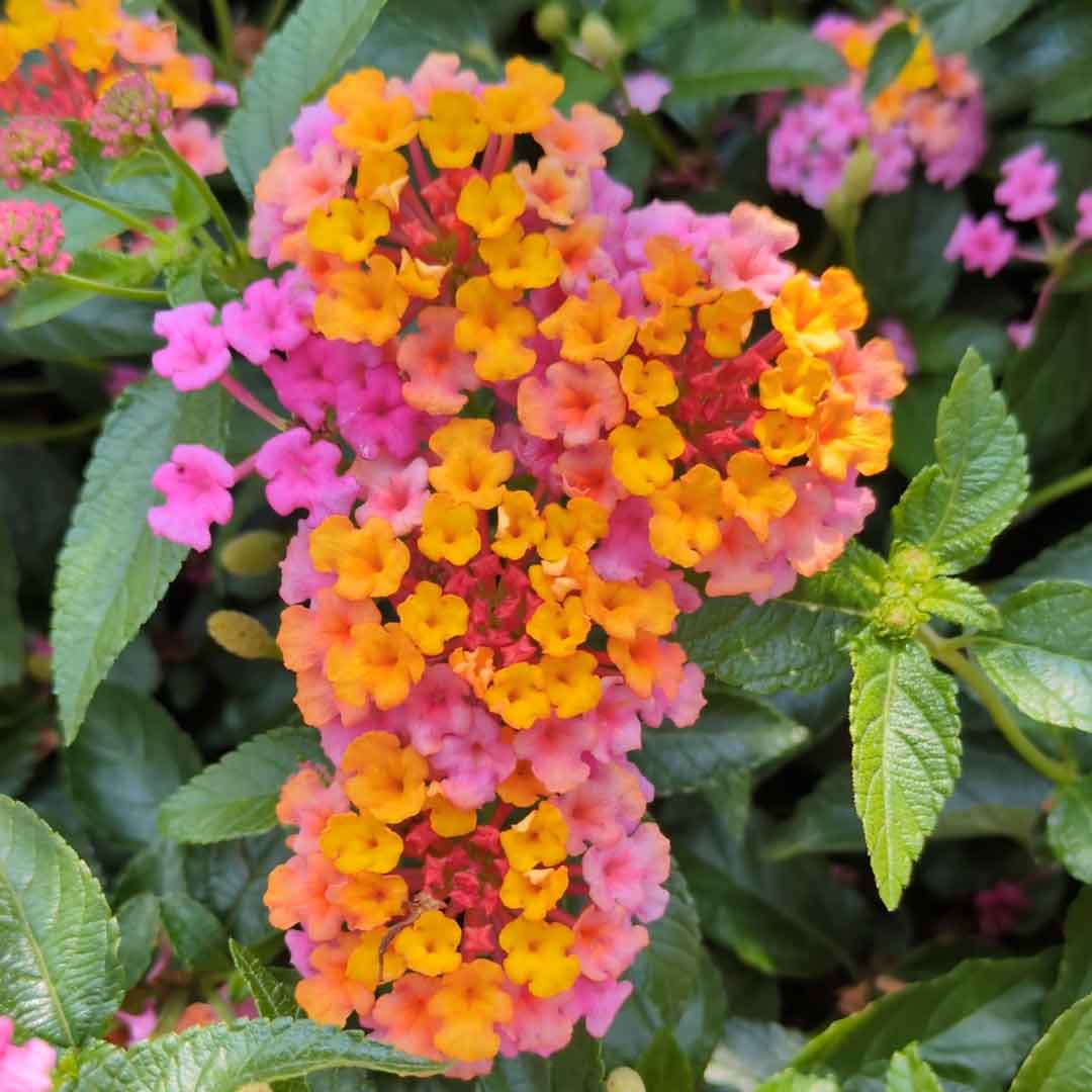 'Passionfruit' Lantana ~ Trio of 3 Hefty Plants