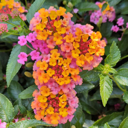 'Passionfruit' Lantana ~ Trio of 3 Hefty Plants