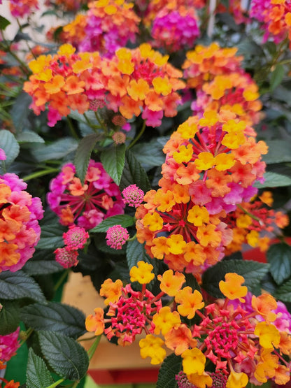 Butterfly Buffet (24 Plants) 'PASSION FRUIT' LANTANA