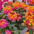 Lantana 'PassionFruit' ~ Trio of 3 Hefty Plants for Preorder