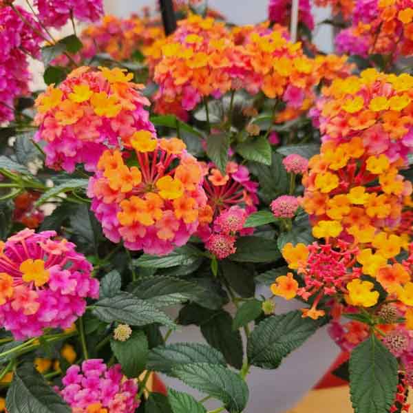 'Passionfruit' Lantana ~ Trio of 3 Hefty Plants