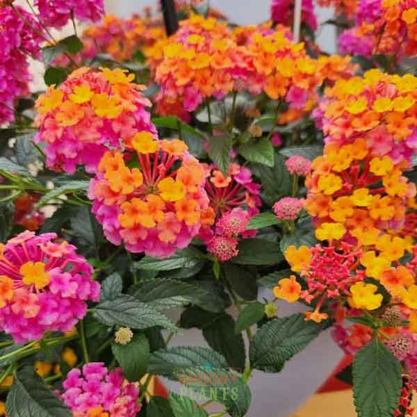 Lantana 'PassionFruit' ~ Trio of 3 Hefty Plants for Preorder