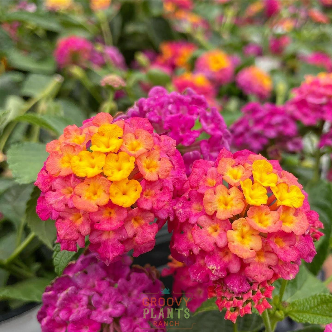 2024 Spring Ordering At Groovy Plants Ranch – The Groovy Plants Ranch LLC