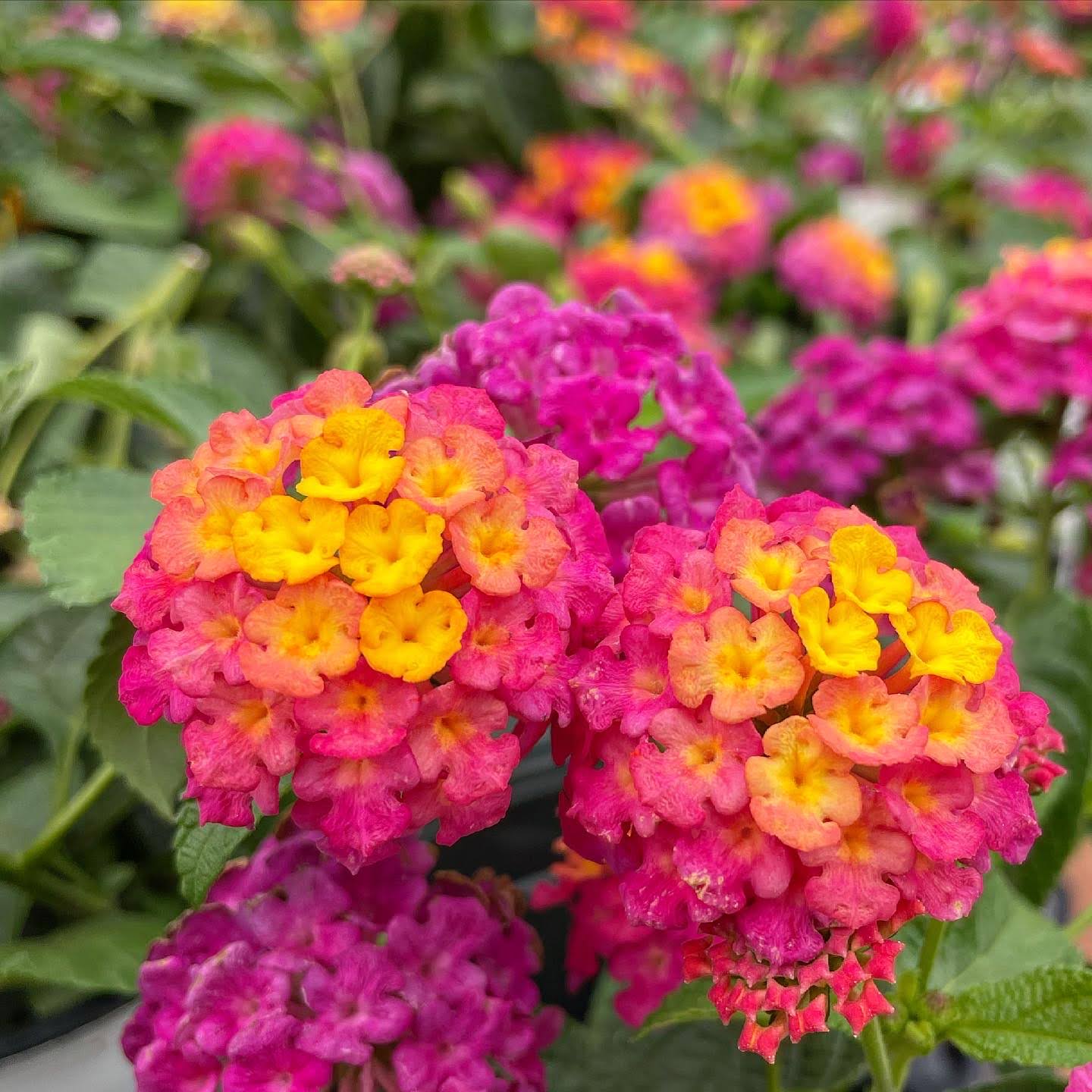 Preorder Lantana 'Butterfly Rose' BiggerVigor Trio | PICKUP ONLY!