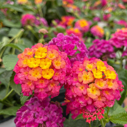 Butterfly Buffet (24 Plants) 'PASSION FRUIT' LANTANA