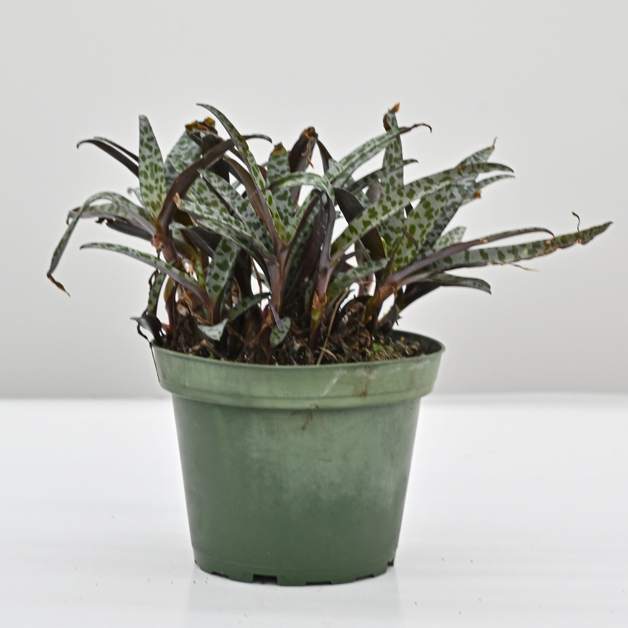 Leopard Lily | Ledebouria Socialis – The Groovy Plants Ranch LLC