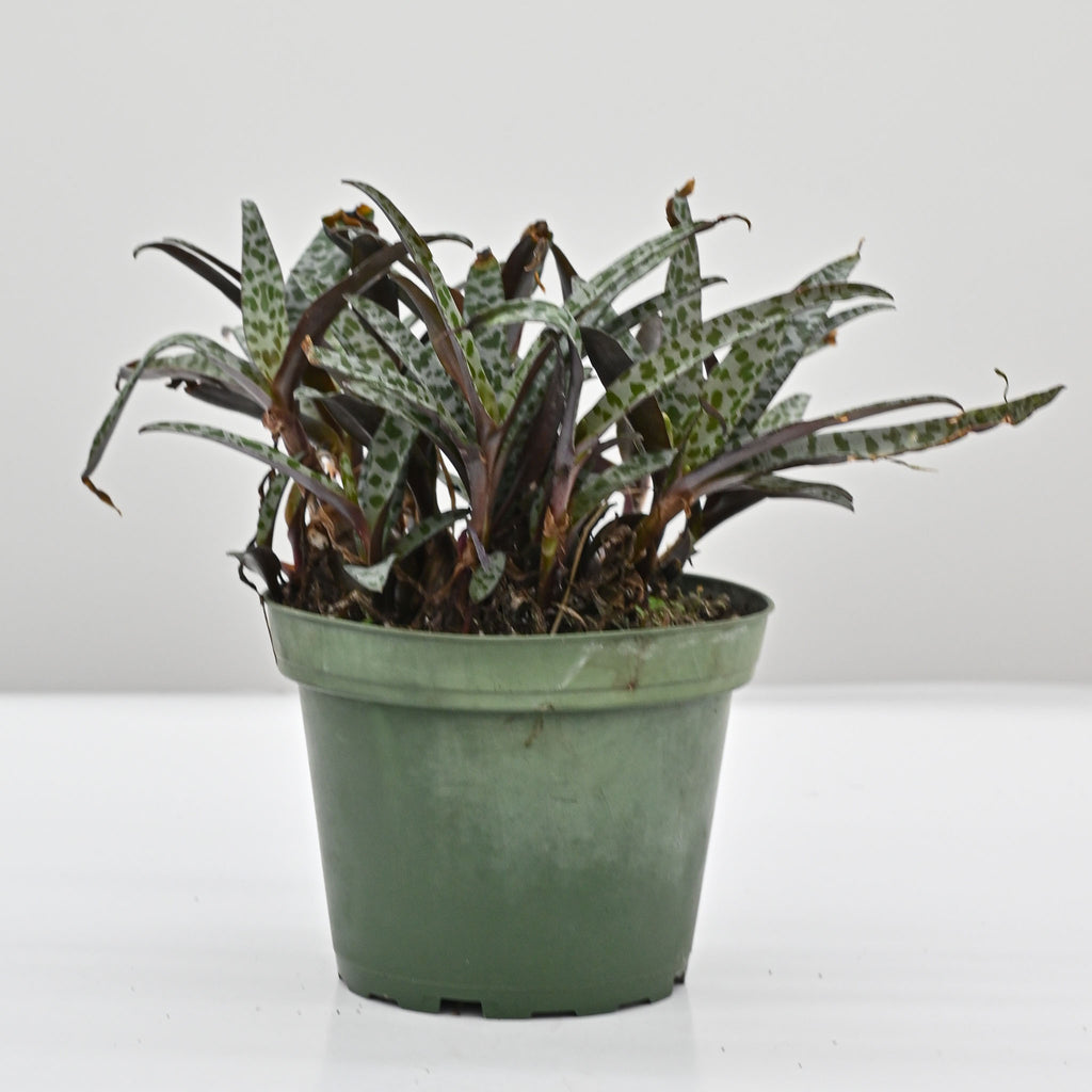 Leopard Lily | Ledebouria Socialis