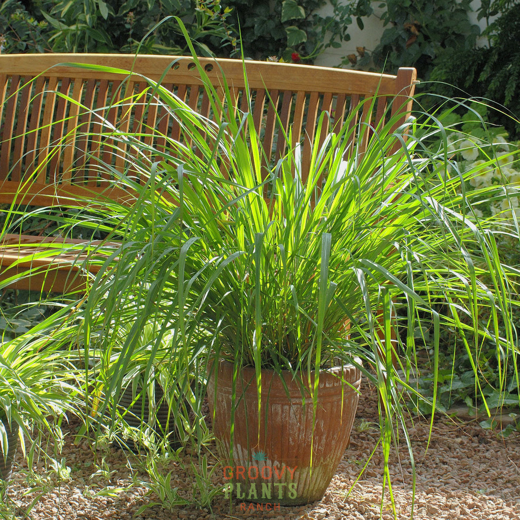 This aromatic herb is a must-have for your garden. Enjoy its lemony fragrance, natural mosquito repellent properties, and its use in delicious Thai dishes. 