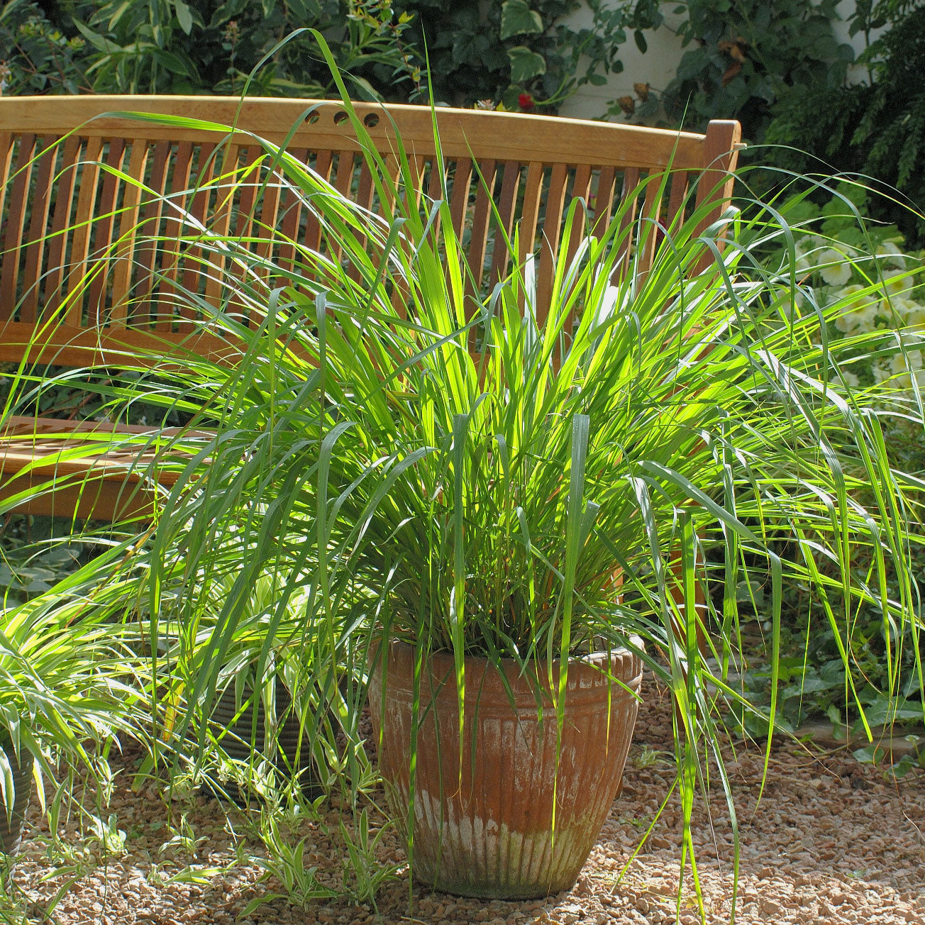 This aromatic herb is a must-have for your garden. Enjoy its lemony fragrance, natural mosquito repellent properties, and its use in delicious Thai dishes. 