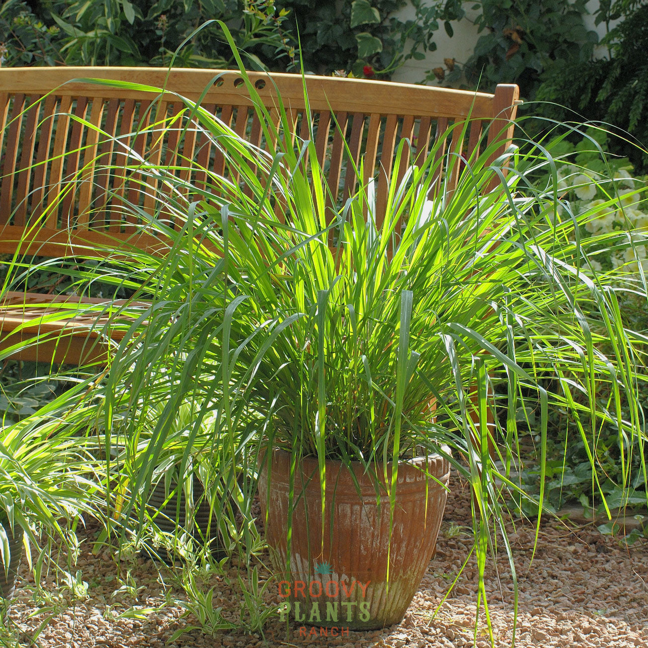 This aromatic herb is a must-have for your garden. Enjoy its lemony fragrance, natural mosquito repellent properties, and its use in delicious Thai dishes. 