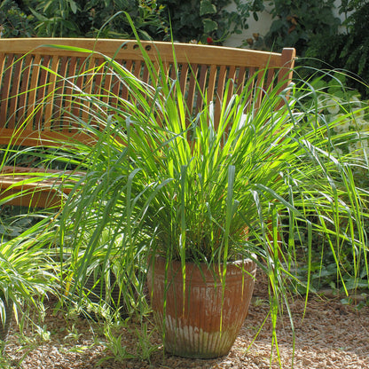 This aromatic herb is a must-have for your garden. Enjoy its lemony fragrance, natural mosquito repellent properties, and its use in delicious Thai dishes. 