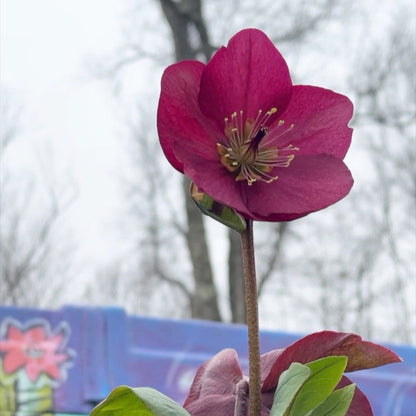 Helleborus 'Leona'