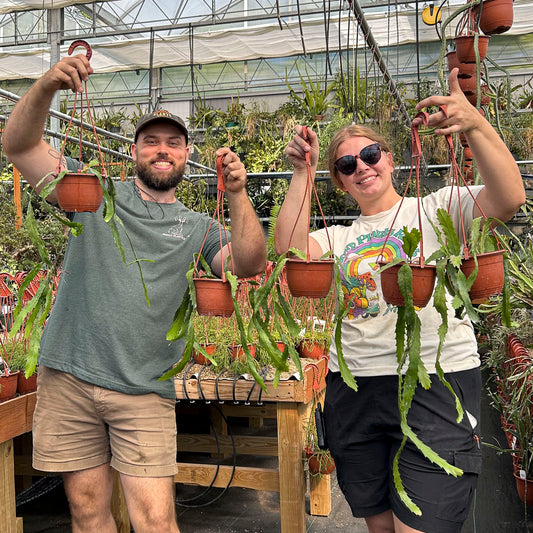 Lepismium houlletianum, Epiphytic Cactus- Limited Release Preorder