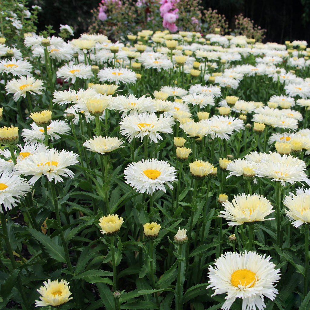 Shasta Daisy 'Coconut'