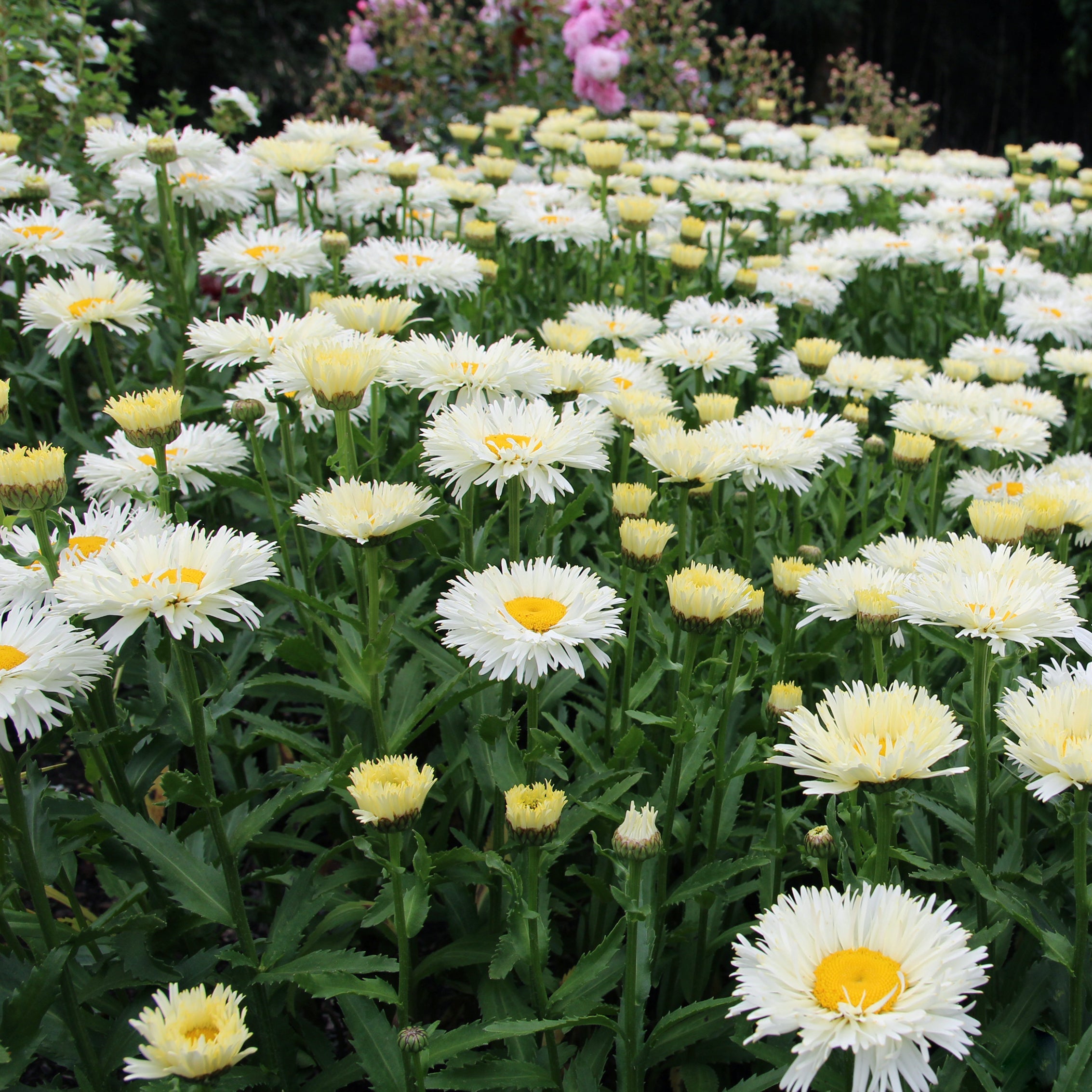 Shasta Daisy 'Coconut'