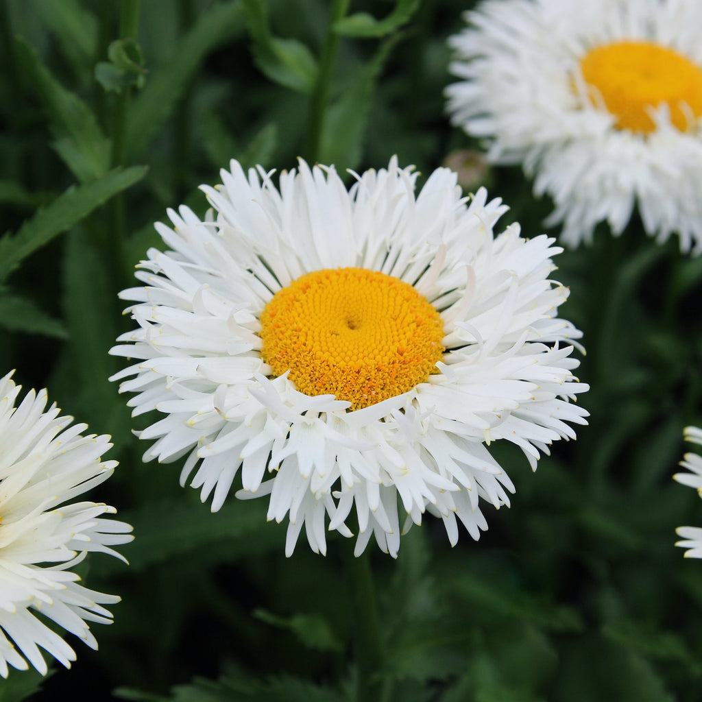 Shasta Daisy 'Coconut'