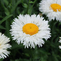 Shasta Daisy 'Coconut'