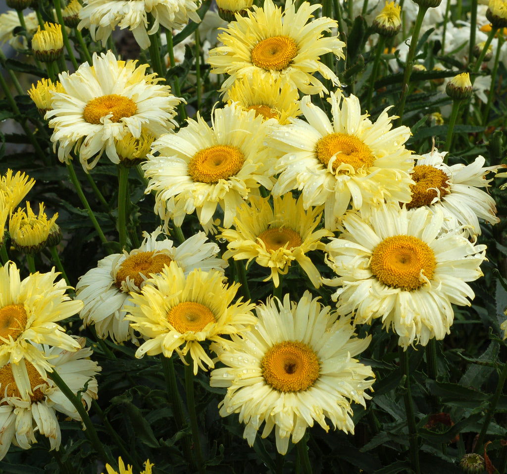 Shasta Daisy 'Goldfinch'