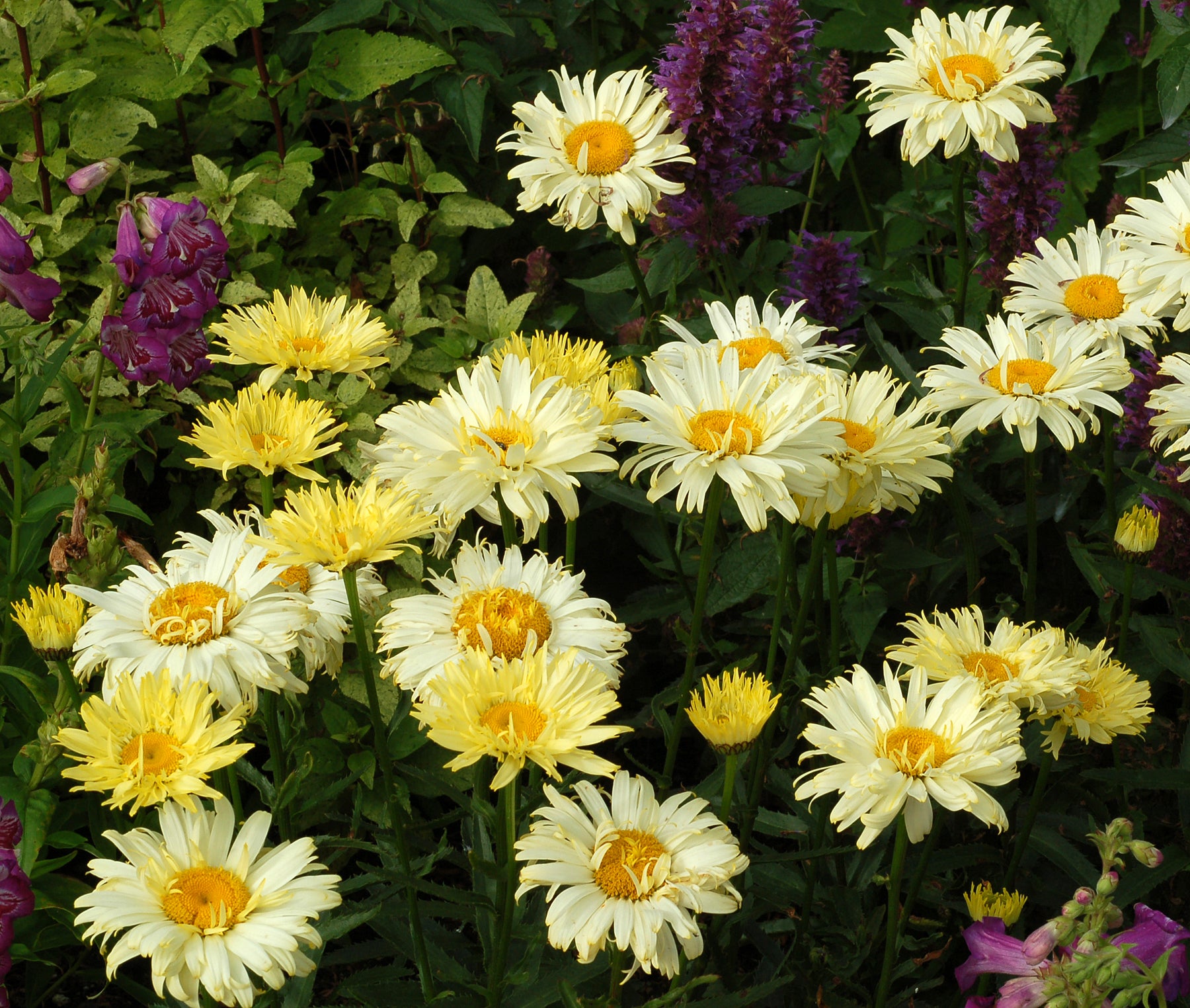 Shasta Daisy 'Goldfinch'